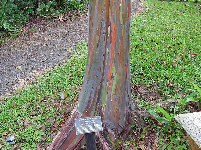 Garden of Eden Szivárvány eukaliptusz Hawaii