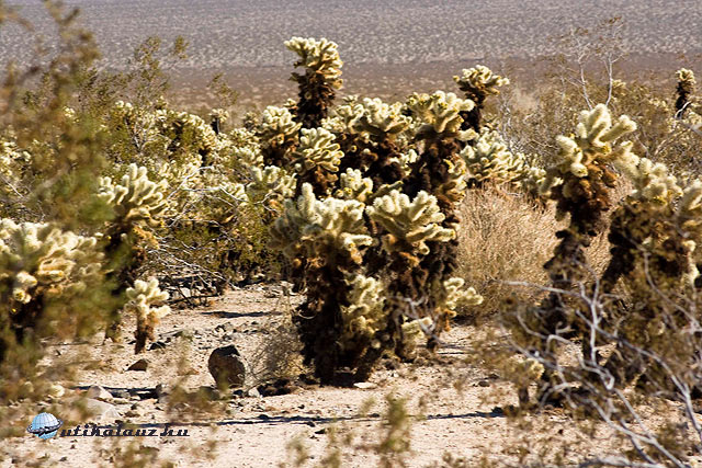 Cholla kaktusz