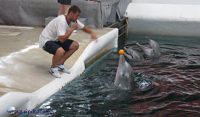 Várna delfinárium delfin-show