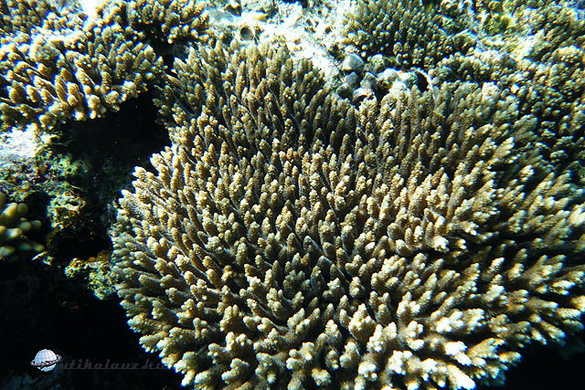 Korallkert