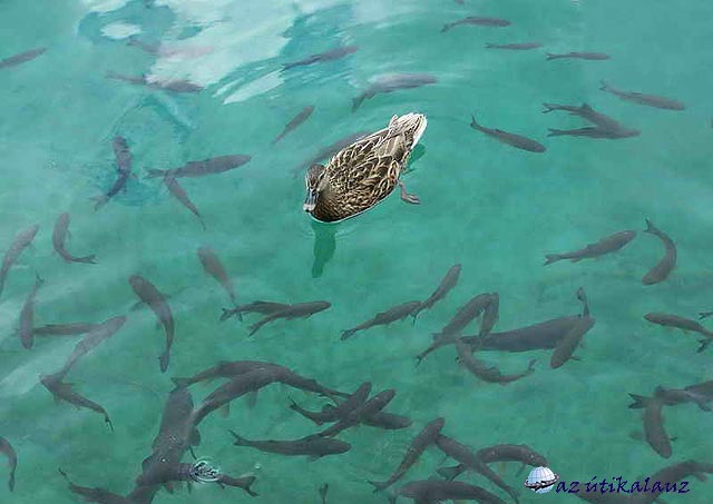 Plitvicei-tavak halak kacsával
