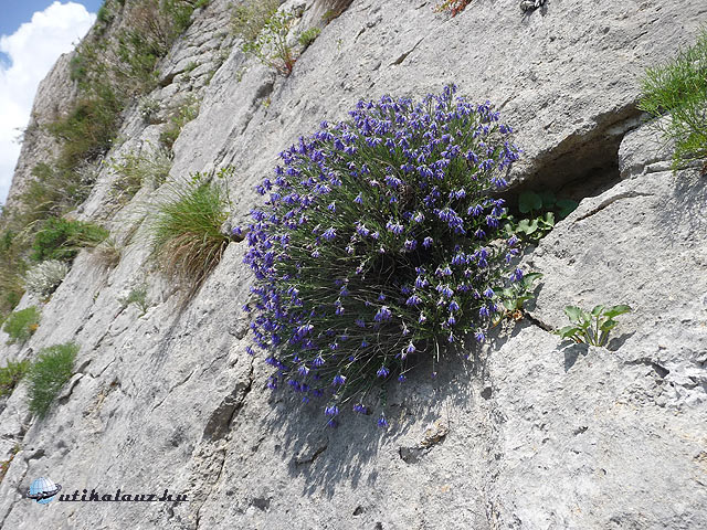 Klissza Tavaszi kirándulás előnye: még a sziklán is virág nyílik Horvátország