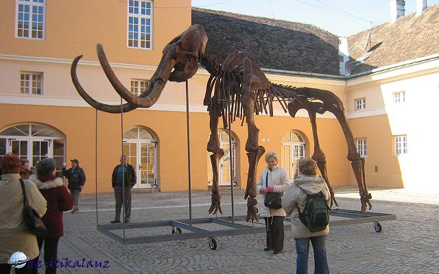 mamut csonváza Nagykikinda Városi Múzeum