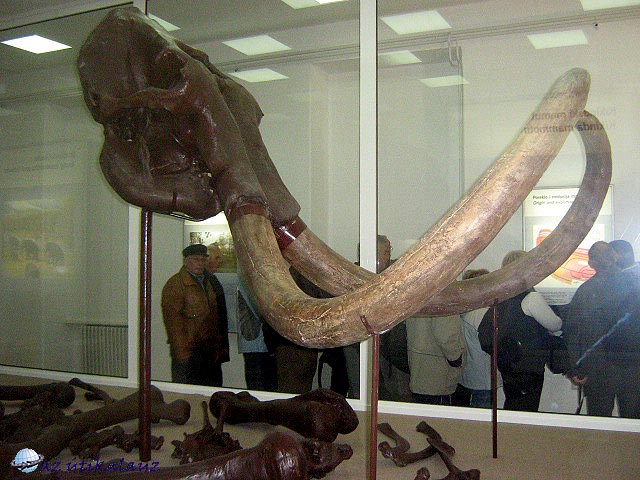 Mamut koponya Nagykikinda Városi Múzeum