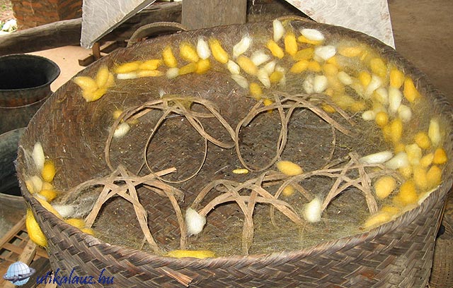 Selyemhernyók - selyemgubók