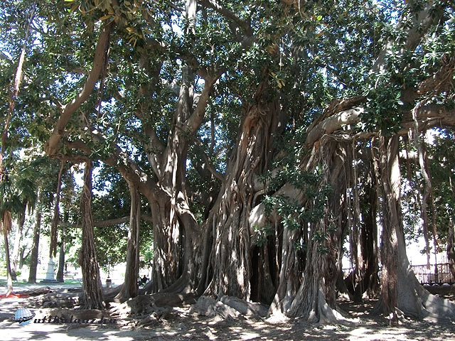 Palermo Egy óriási Ficus Magnolioides a Giardino Garibaldi közepén 