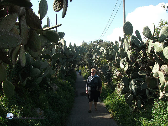 Kaktuszerdei séta a Capo Milazzo felé