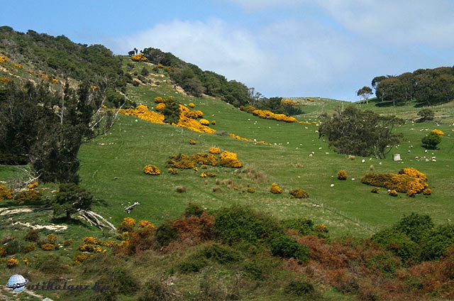 Otago félsziget
