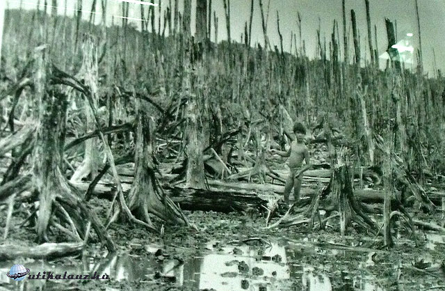 Agent Orange nevű gyomirtószer vietnámi hatása