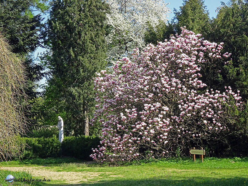 Zirc, Arborétum  - A bejárathoz közel egy hatalmas magnólia bokor virágzott