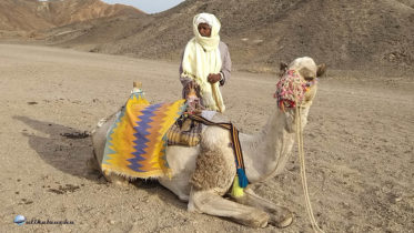 Teve-taxi útra készen